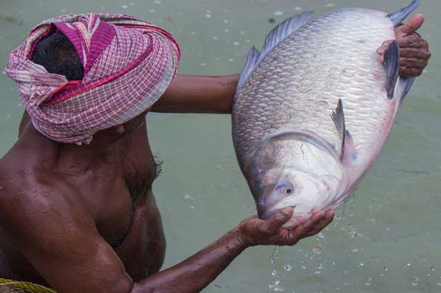 State Fisheries Development Corporation Ltd. (SFDC)